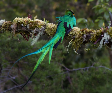 Resplendid Quetzal Costa Rica