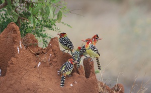 Birding & Photography - 18 Days Kenya
