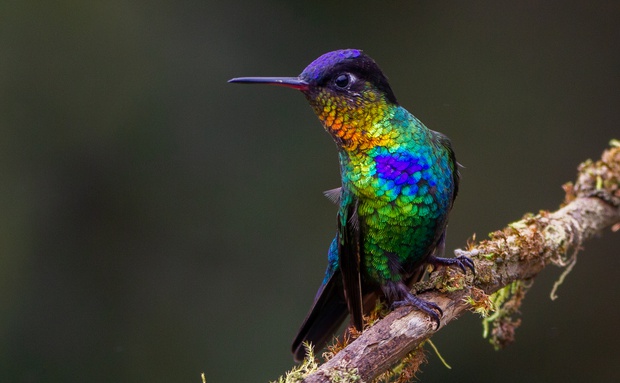 Fiery-throated Hummingbird Costa Rica birding trips