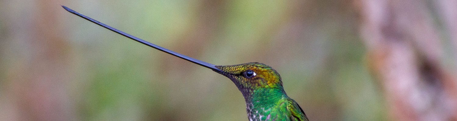 Sword-billed Hummingbird birding trips Ecuador