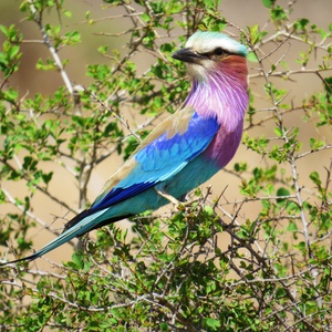 SOUTH AFRICA: Birding - 18 Day North-eastern cirular route