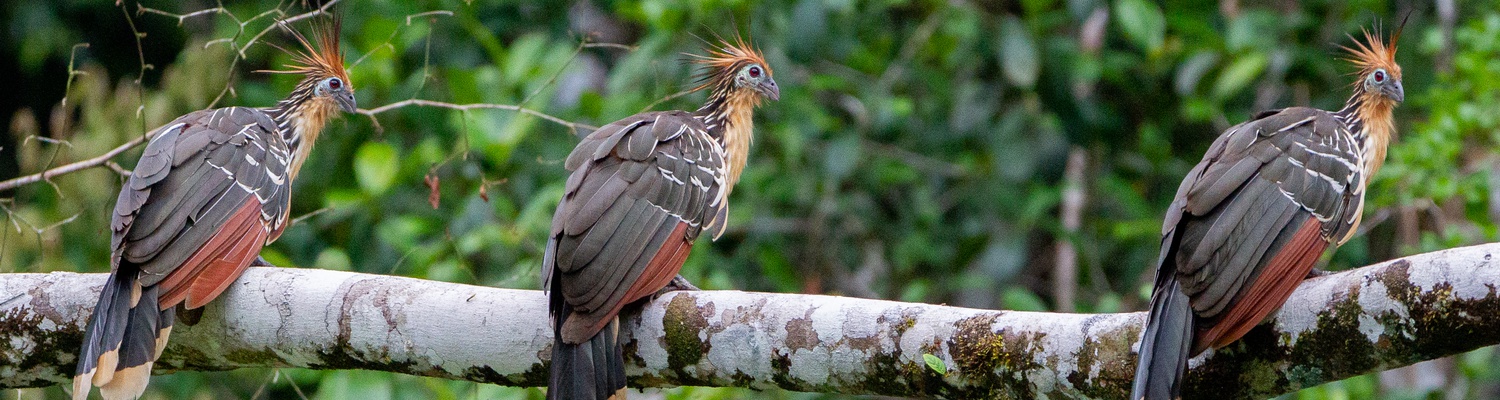 Ecuador birding trips