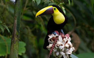Birding or Birding & Photography - 15 Day Central ECUADOR including 5 Days AMAZON RAIN FOREST