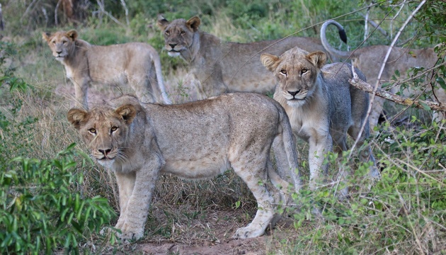 Birding and wildlife safaris photographic trips lions