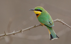 SOUTH AFRICA: 14 Days Birding and Photogaphy - North-eastern South Africa