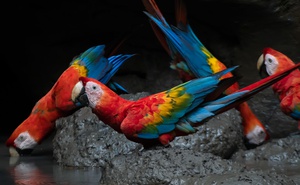 Birding or Birding & Photography - 19 Day Central ECUADOR including 5 Days AMAZON RAIN FOREST