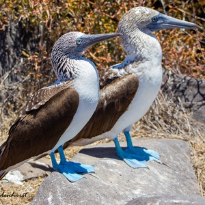 ECUADOR: 9 Days Birding or Photography - Galapagos Islands