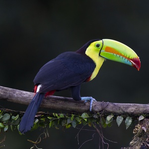 COSTA RICA: 15 Day Birding and Photography