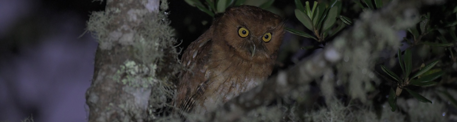 Santa Marta Screech-owl in Colombia
