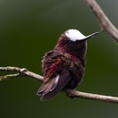 Snowcap Costa Rica Birding Trips