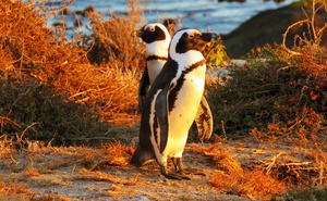 SOUTH AFRICA: Birding - 12 Day Western Cape and Garden Route