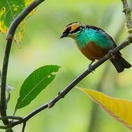 Southern Ecuador Birding Trip