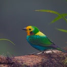 Multi-coloured Tanager Colombia Birding Trips