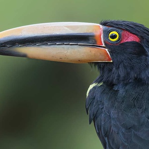 ECUADOR: Birding or Photography - 10 Day Central Ecuador 