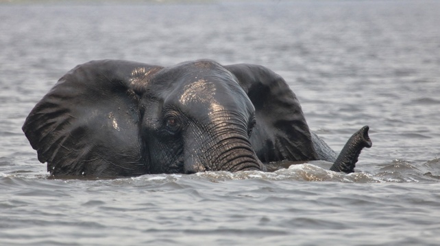 Elephant Chobe River, Botswana