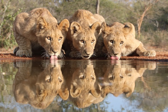 lion photographic tour south africa reflection
