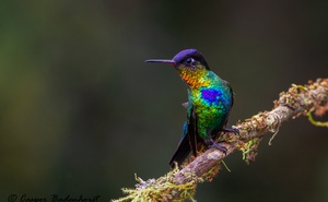COSTA RICA: 20 Days Birding and Photography 