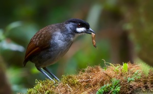 ECUADOR: 15 Day Birding and photography - Southern Ecuador (+3 day optional extension)