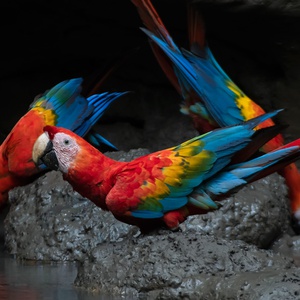 ECUADOR: 19 Days Birding or Photography - Central Ecuador including 5 Days Amazon
