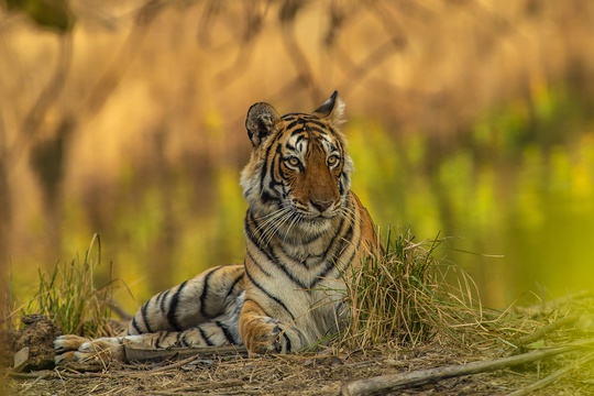 TIGER AND BIRDING TRIPS INDIA