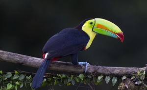 Birding and Photography - 15 Day COSTA RICA