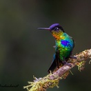 Fiery-throated Hummingbird Costa Rica birding trips