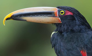 Birding or Birding & Photography - 10 Day Central ECUADOR 